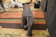 画像4: Woolly Mammoth (4)
