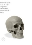 画像1: Male skull: Art-pro v2A 男性スカル (1)