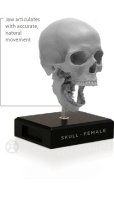 画像2: Male skull: Art-pro v2A 男性スカル (2)