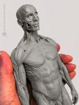 画像3: Male 1:6 Superficial Muscle System /Anatomy fig v.2 アナトミーフィギュア 男性 (3)