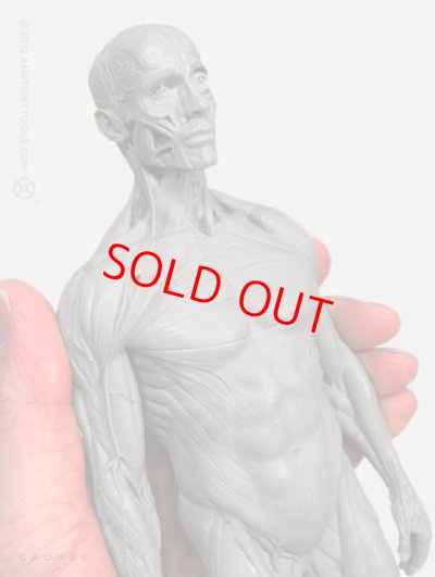 画像3: Male 1:6 Superficial Muscle System /Anatomy fig v.2 アナトミーフィギュア 男性