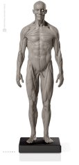 画像1: Male 1:6 Superficial Muscle System /Anatomy fig v.2 アナトミーフィギュア 男性 (1)