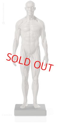 Male 1:6 Superficial Muscle System /Anatomy fig v.2 アナトミーフィギュア 男性