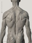 画像2: Male 1:6 Superficial Muscle System /Anatomy fig v.2 アナトミーフィギュア 男性 (2)
