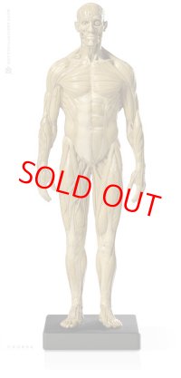 Male 1:6 Superficial Muscle System /Anatomy fig v.1 アナトミーフィギュア 男性
