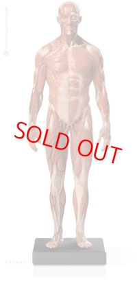 Male 1:6 Anatomy fig v.3 - superficial muscle system アナトミーフィギュア 男性