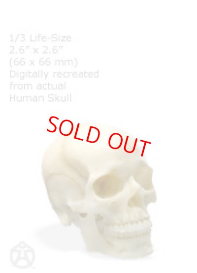 画像1: Male skull: Art-pro 男性スカル Bone Color