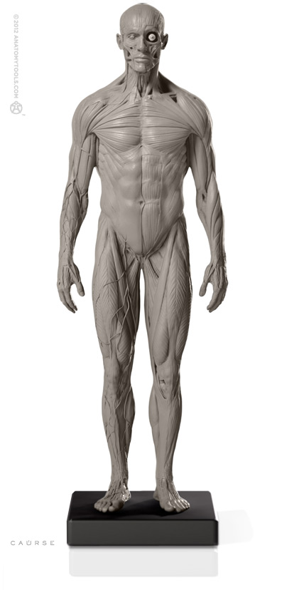 Male 1:6 Superficial Muscle System /Anatomy fig v.2 アナトミーフィギュア 男性 - ホ