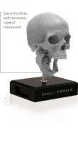 画像2: Male skull: Art-pro v2A 男性スカル