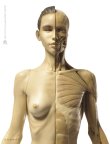 画像2: Anatomy Figure Female Ver.1 アナトミーフィギュア　女性