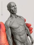 画像3: Male 1:6 Superficial Muscle System /Anatomy fig v.2 アナトミーフィギュア 男性