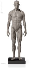 画像1: Male 1:6 Superficial Muscle System /Anatomy fig v.2 アナトミーフィギュア 男性