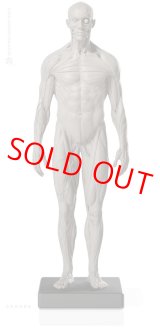 画像: Male 1:6 Superficial Muscle System /Anatomy fig v.2 アナトミーフィギュア 男性