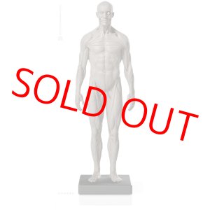 画像: Male 1:6 Superficial Muscle System /Anatomy fig v.2 アナトミーフィギュア 男性