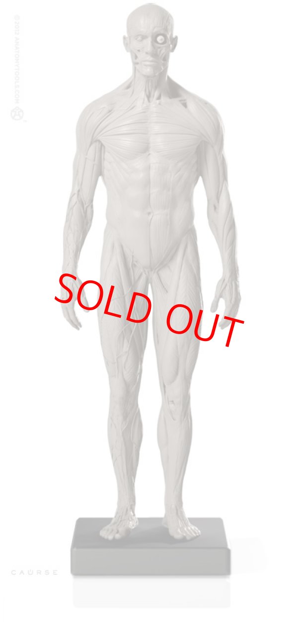 画像1: Male 1:6 Superficial Muscle System /Anatomy fig v.2 アナトミーフィギュア 男性
