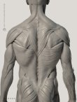 画像2: Male 1:6 Superficial Muscle System /Anatomy fig v.2 アナトミーフィギュア 男性