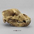 画像1: ホラアナグマ　頭骨　