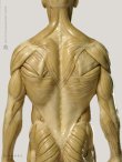 画像3: Male 1:6 Superficial Muscle System /Anatomy fig v.1 アナトミーフィギュア 男性
