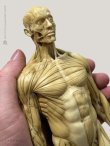 画像2: Male 1:6 Superficial Muscle System /Anatomy fig v.1 アナトミーフィギュア 男性