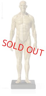 画像: Male 1:6 Superficial Muscle System /Anatomy fig v.1 アナトミーフィギュア 男性