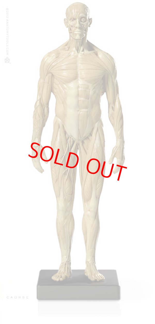 画像1: Male 1:6 Superficial Muscle System /Anatomy fig v.1 アナトミーフィギュア 男性