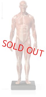 画像: Male 1:6 Anatomy fig v.3 - superficial muscle system アナトミーフィギュア 男性