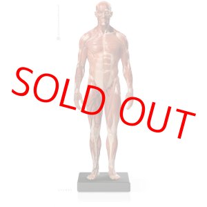 画像: Male 1:6 Anatomy fig v.3 - superficial muscle system アナトミーフィギュア 男性