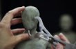 画像4: How to Sculpt Creatures - Working with a Live Model