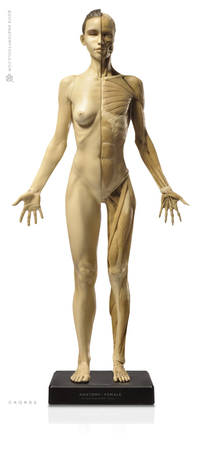 人体解剖学フィギュア Female Anatomy Figure: (Grey) | www
