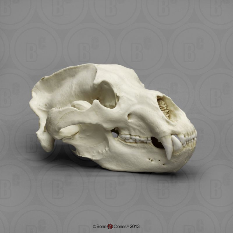 【毎日値下げ】特大 ヒグマの頭骨 羆 頭蓋骨 骨格標本 熊頭骨 送料無料