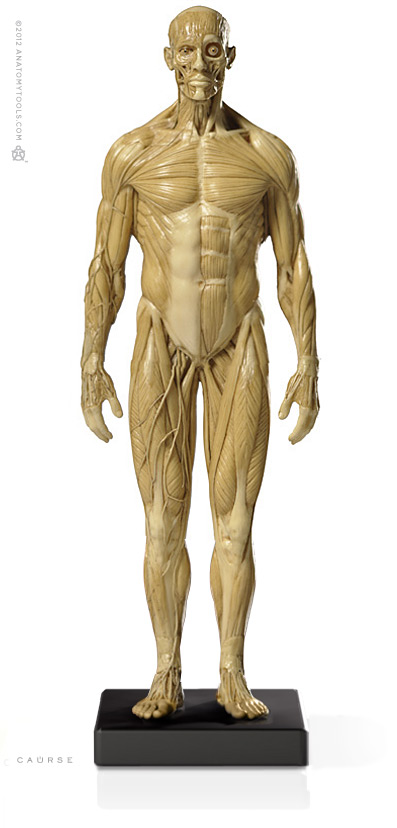 Male 1:6 Superficial Muscle System /Anatomy fig v.1 アナトミー 